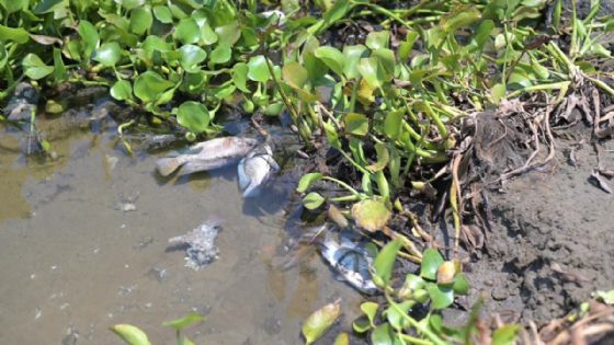 Esto se sabe de muerte de peces en la laguna Tarimoya del puerto de Veracruz
