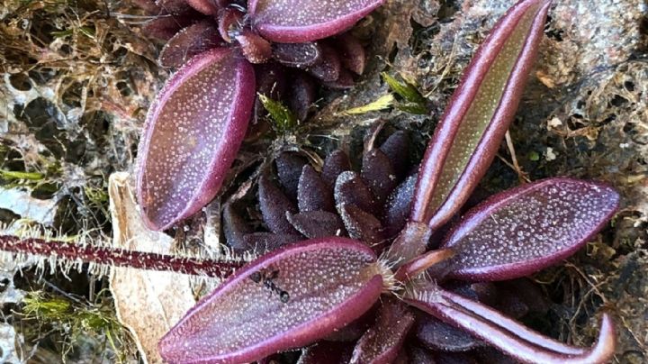 Descubren planta carnívora única en Hidalgo; suman 10 especies en el estado