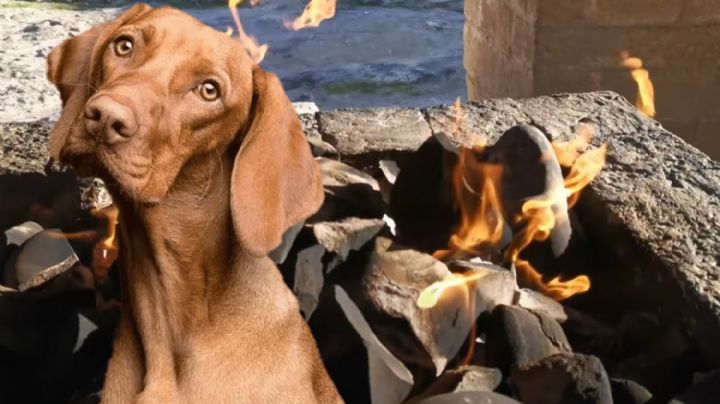 Maltrato animal extremo en Hidalgo: queman vivo a un perro caramelo