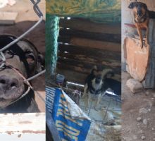 Indagan caso de 20 caninos en Mineral de la Reforma