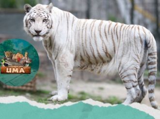 Por esta razón tigre blanco de Orizaba estaba herido; UMA explica