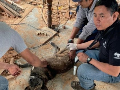Llega a CDMX primer caso de gusano barrenador en perros