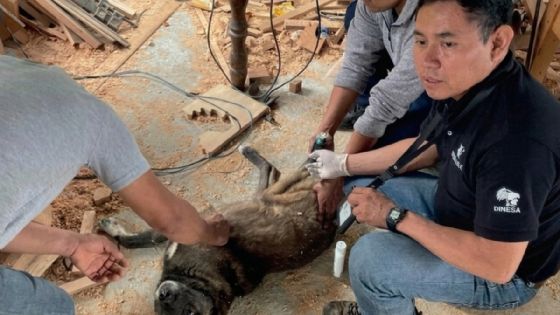 Llega a CDMX primer caso de gusano barrenador en perros