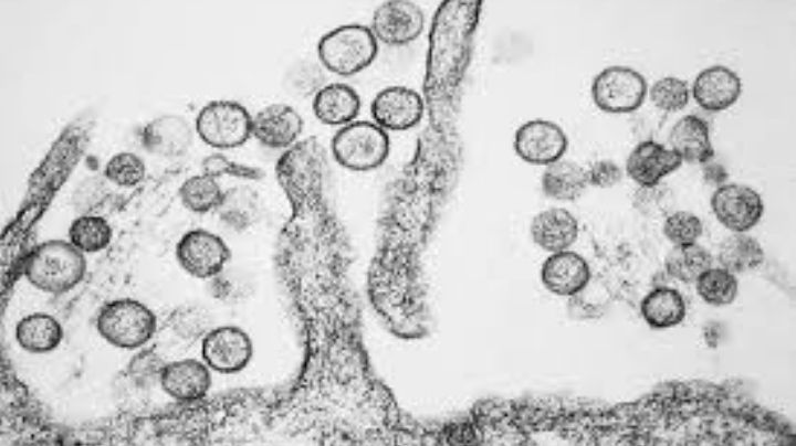 Síntomas del hantavirus: cómo identificarlo a tiempo tras brote en crucero