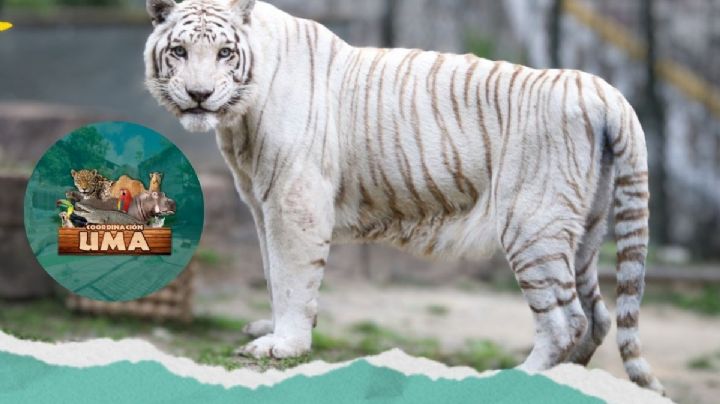 Por esta razón, "Pancho", tigre blanco de Orizaba, estaba herido y recibió atención médica
