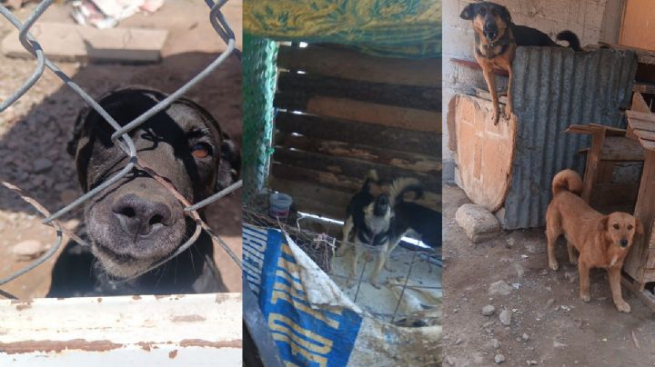 Mineral de la Reforma responde a polémica por intervención en domicilio con múltiples perros