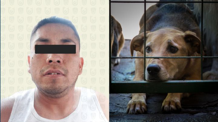 Detienen a hombre por quemar vivo al perro de su novia en Magdalena Contreras