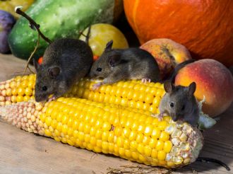 ¿México debe alertarse por el brote de hantavirus?
