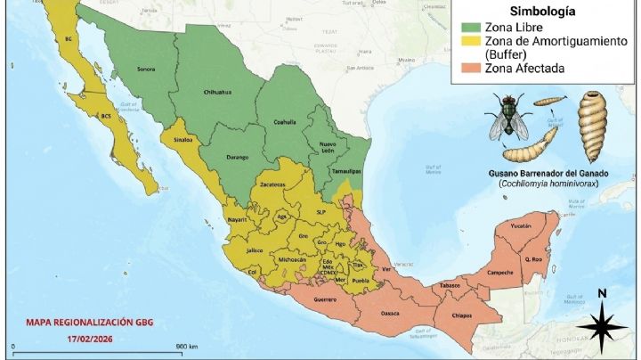 MAPA: estos son los estados en donde hay casos de gusano barrenador en 2026