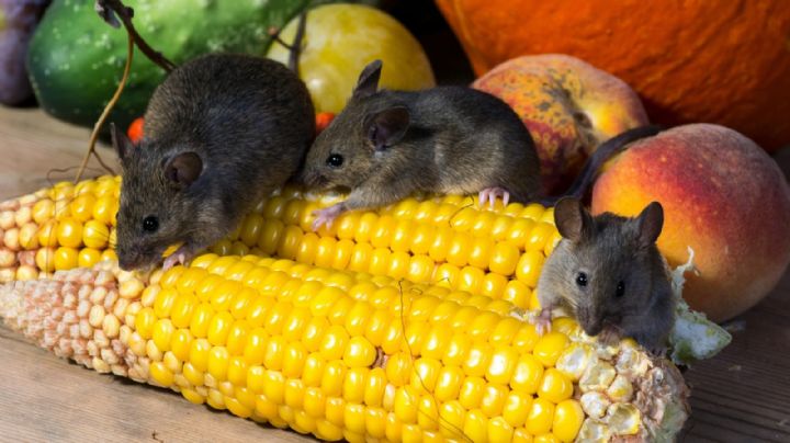 ¿México debe alertarse por el brote de hantavirus?