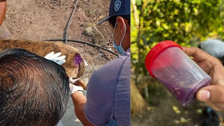 Alcalde de Jilotepec alerta por casos de gusano barrenador; advierte aumento de plaga por calor