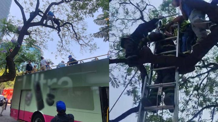 Rescatan a una persona que intentó arrojarse desde un árbol en la colonia Juárez