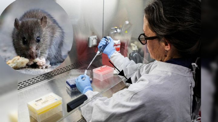Guanajuato en alerta preventiva por hantavirus; esto dicen las autoridades