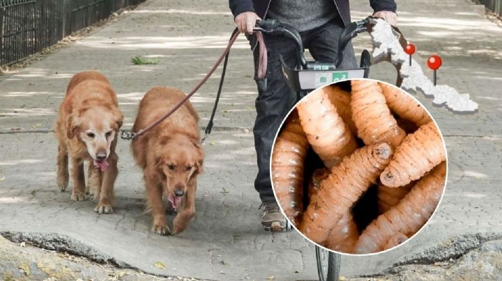 Aumentan perros con gusano barrenador en Veracruz en mayo, activo en estos 50 municipios