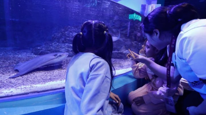 Este es el costo de taller y pijamada en el Aquarium de Veracruz durante mayo 2026