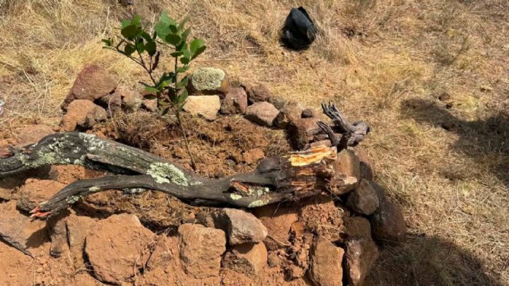 Reforestan Sierra de Lobos para proteger la gran cuenca de agua de León