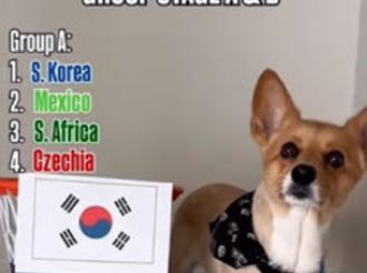 Perrito se vuelve viral tras revelar cómo le irá a México en el Mundial 2026