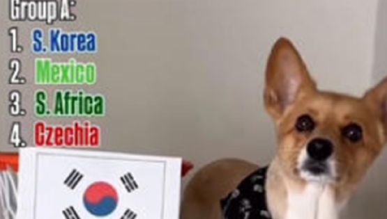 Perrito se vuelve viral tras revelar cómo le irá a México en el Mundial 2026 | VIDEO