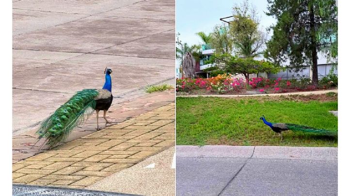 Solo en Gran Jardín: un pavo real se escapa y pasea por el fraccionamiento
