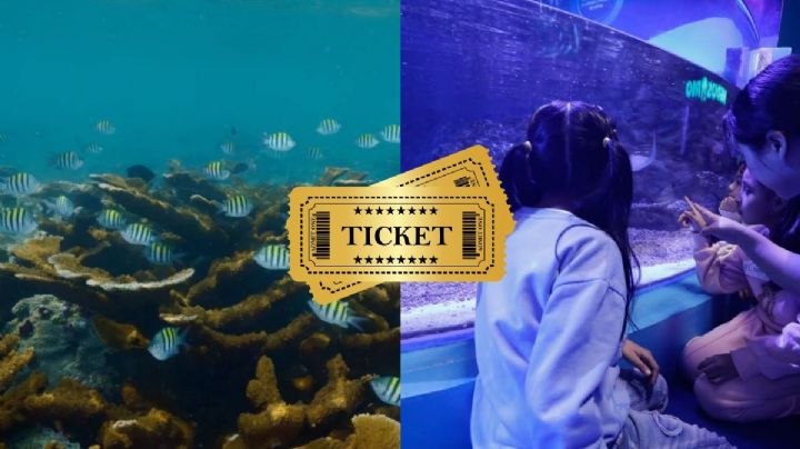 Aquarium de Veracruz tendrá boleto conmemorativo del mundial 2026 por tiempo limitado