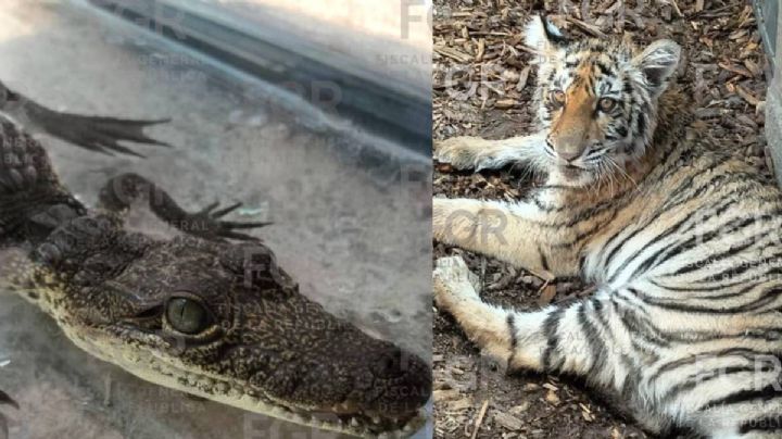 Aseguran fauna silvestre en peligro de extinción en Zapopan