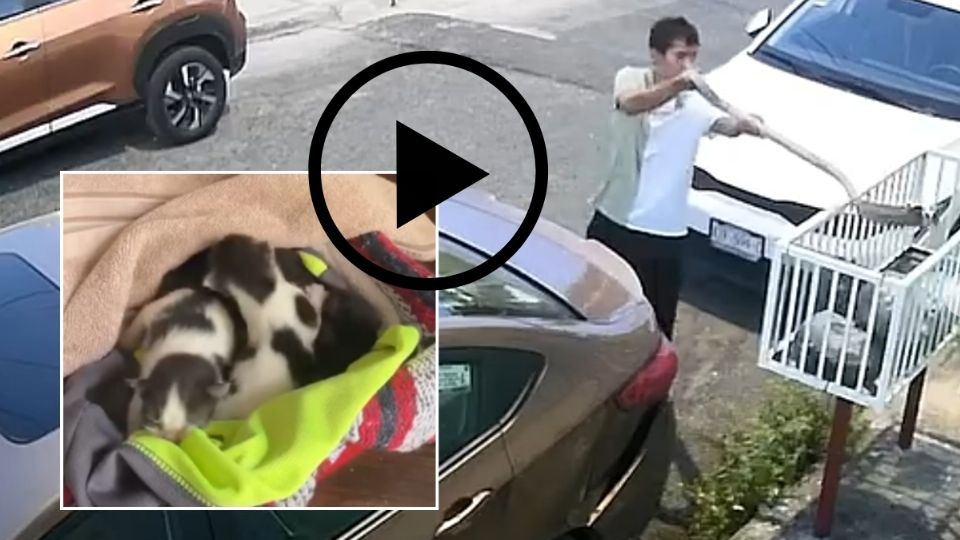 VIDEO: Hombre presuntamente abandona 3 gatitos en la basura en Boca del Río