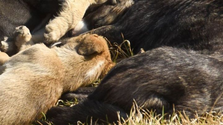 Fiscalía de Veracruz investiga presunto envenenamiento masivo de 14 perros en Xalapa