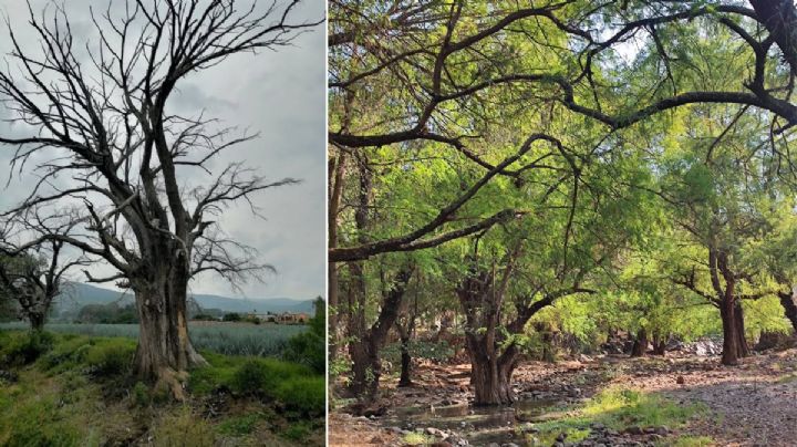 Los 50 ahuehuetes de Guanajuato que están en peligro de extinción