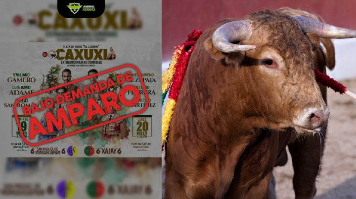 Animal Heroes interpone amparo para frenar corridas de toros en Caxuxi