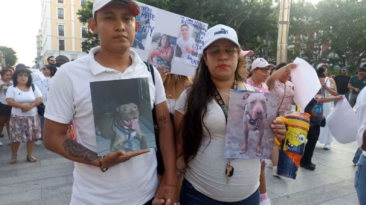 "Es horrible": dueños de Benji, perro asesinado en Veracruz, exigen justicia por su crimen