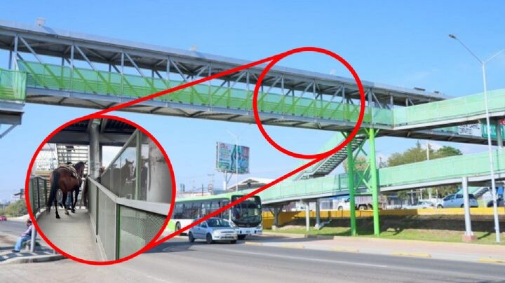 Solo en Pachuca: caballos y charros cruzan puente peatonal en bulevar Felipe Ángeles | VIDEO