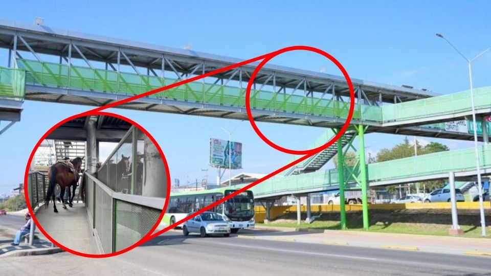 Los caballos cruzaron sin novedad el puente
