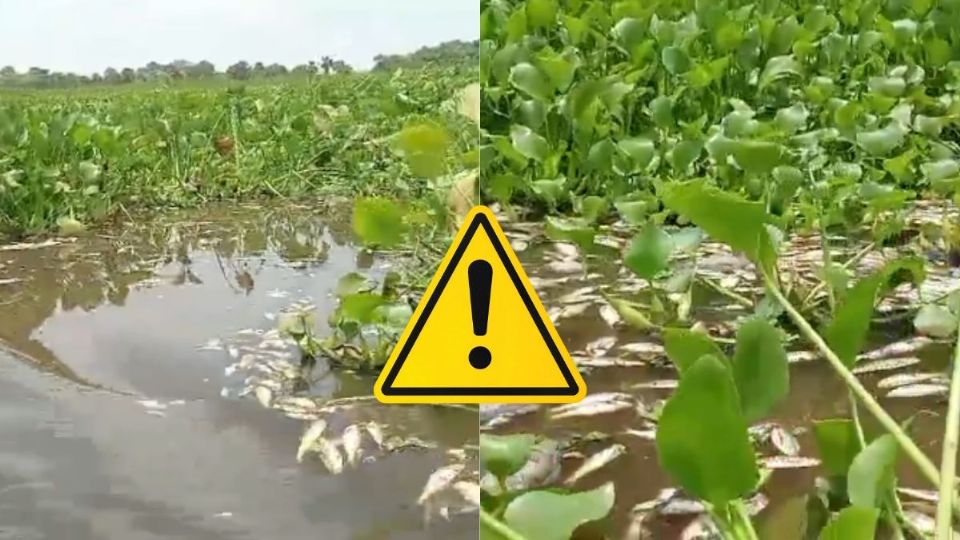 Exhiben mortandad de peces en aguas de la Cuenca del Papaloapan; pobladores exigen atención