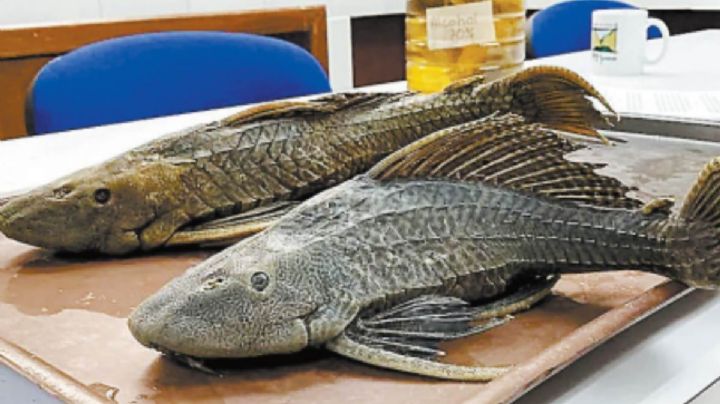¿Amenaza ambiental? Localizan peces diablo tras crecida del río en Huautla
