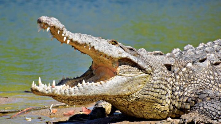 Denuncian maltrato y muerte de cocodrilos en reserva de Celanese en Coatzacoalcos