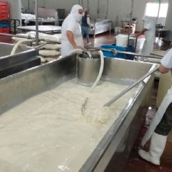 Productores lecheros de Tulancingo denuncian “huachileche” y exigen etiquetado claro en quesos