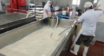 Productores lecheros de Tulancingo denuncian “huachileche” y exigen etiquetado claro en quesos