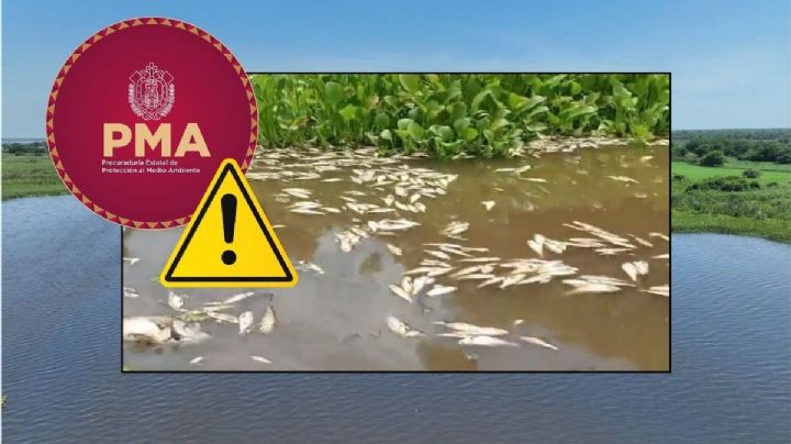 PMA inicia investigación por muerte masiva de peces en río de la Cuenca del Papaloapan