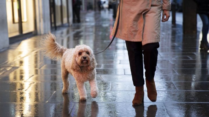 Temporada de lluvias: cómo proteger a perros y gatos de las infecciones en la piel