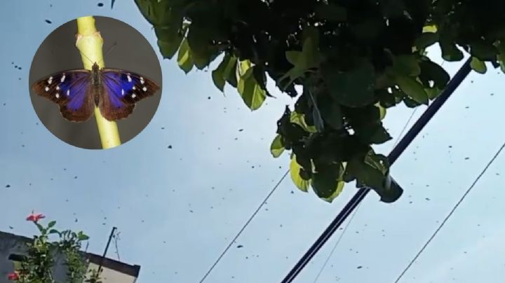 Video: a esto se debe aparición de mariposas en municipios del norte de Veracruz