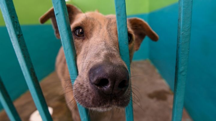 Denuncian omisión de autoridades por brutal agresión a perro en Zongolica, Veracruz