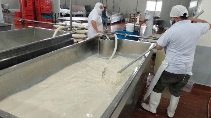 Productores lecheros de Tulancingo denuncian “huachileche” y exigen etiquetado claro en quesos