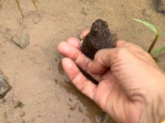 Biólogo Marco denuncia venta ilegal de anfibios y reptiles nativos de León