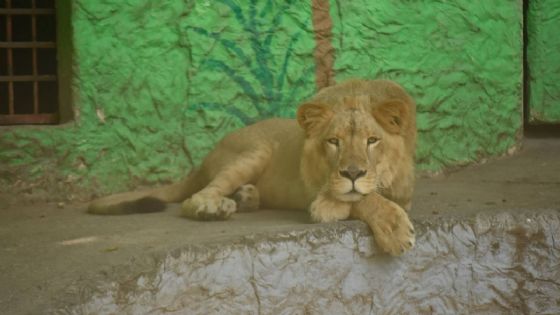 Llega gusano barrenador al Zoológico de León
