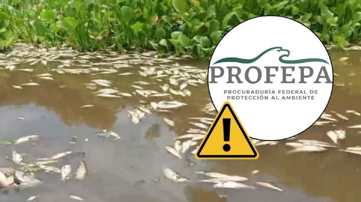 Sheinbaum pedirá informe a Profepa por muerte masiva de peces en la Cuenca del Papaloapan
