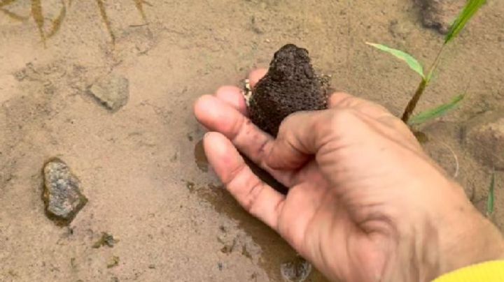 Biólogo Marco denuncia venta ilegal de anfibios y reptiles nativos de León