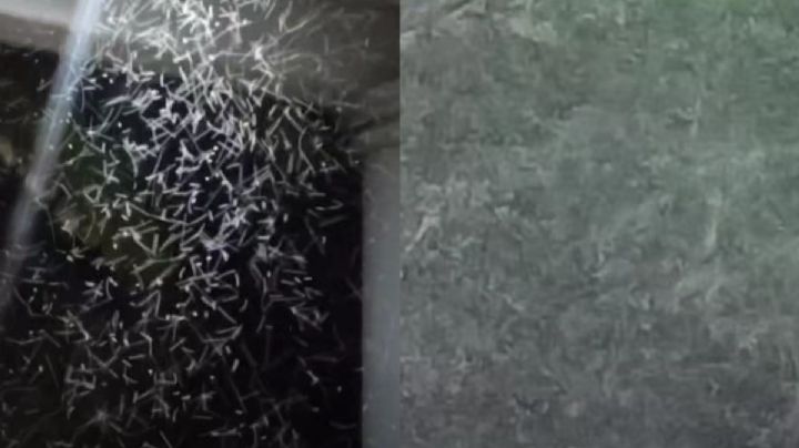 Lirio acuático y falta de atención de Conagua agravan crisis por mosquitos en Hidalgo