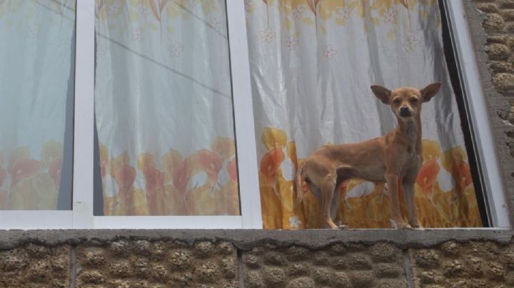 Sujeto habría azotado a perro chihuahua afuera de negocio en Boca del Río, denuncian
