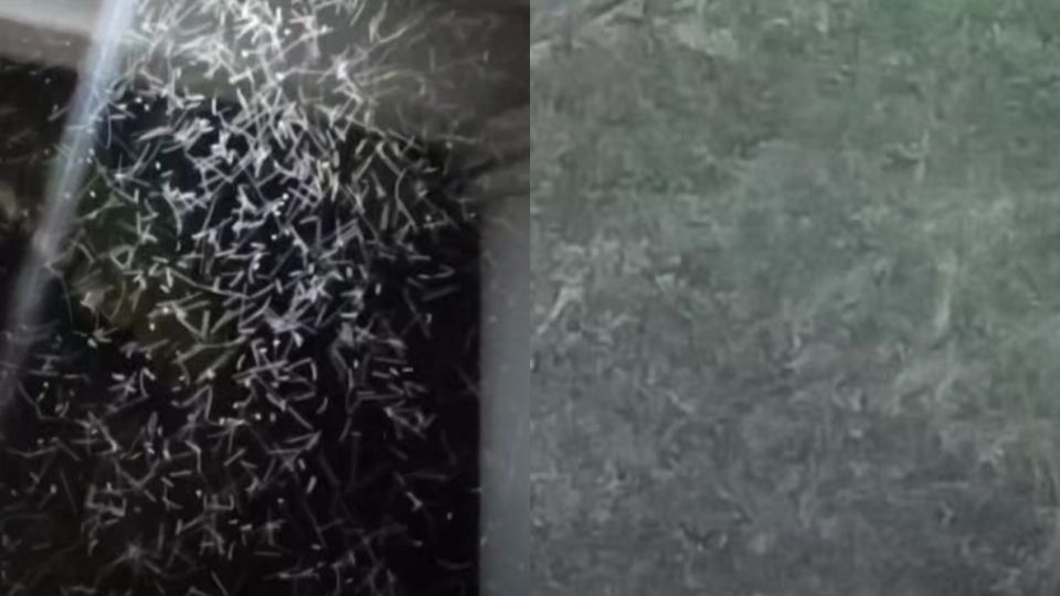 La plaga del mosco cúlex ha logrado expandirse hacia municipios como Tula de Allende, Tepetitlán, Tezontepec de Aldama e Ixmiquilpan, afectando severamente la calidad de vida de miles de familias.