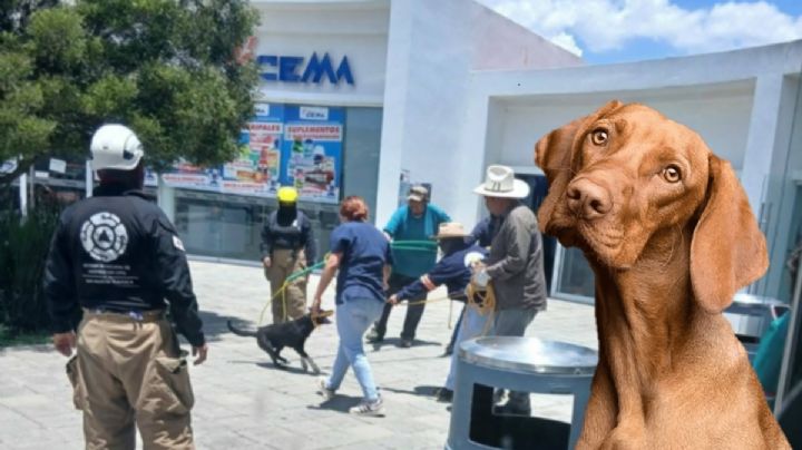 Retiro de perros en inmediaciones de la Universidad del Futbol por llegada de Sudáfrica genera molestia